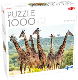 Tall Giraffes